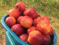 Новый дом с садом