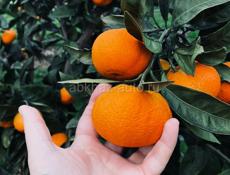 Новый дом с садом