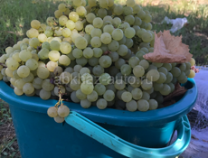 Новый дом с садом