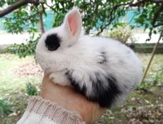 Декоративные кролики 