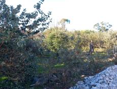 Продам землю 15 соток. Рядом школа, вода и свет 