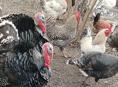 Продаю домашние петухи .