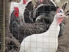 Продаю домашние петухи .