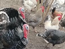 Продаю домашние петухи .