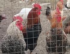 Продаю домашние петухи .