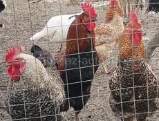 Продаю домашние петухи .