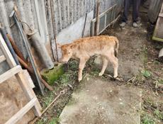 Продаётся бычок 7 дней