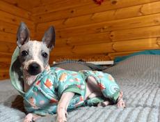 Продам собаку