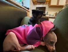 Продам собаку