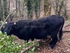 Продается бык 