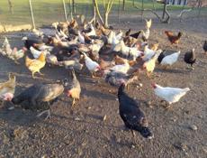 Продаются петухи и индюки