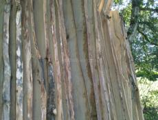 Каштан сухой 