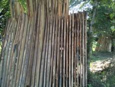 Каштан сухой 