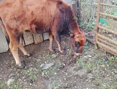 Продам корову срочно торг уместен