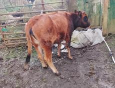 Продам корову срочно торг уместен