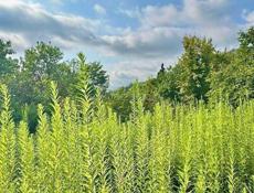 БЕЛЬЭТАЖНЫЙ ДОМ  В СУХУМЕ ЗА 3,5 млн.₽