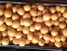 Продаётся Лимон свежесобранный по 55 р. за кг.Около 500кг.