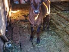 Продается Корова с телкой 