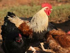 Жирные Петухи.