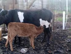 Корова 🐄 с телёнком 