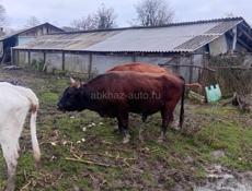 Продам Быка!