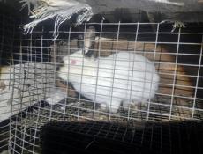 Калифорнийского кролик