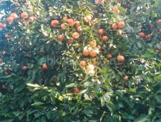 с сада мандарин покупаю всё подряд 20 рублей