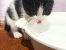 Котята в добрые руки.