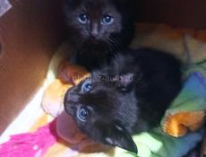 Котята в добрые руки.