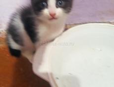 Котята в добрые руки.