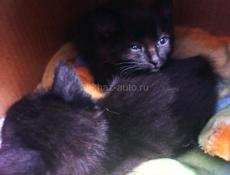 Котята в добрые руки.