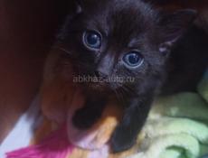 Котята в добрые руки.