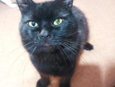 Котята в добрые руки.