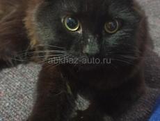 Котята в добрые руки.