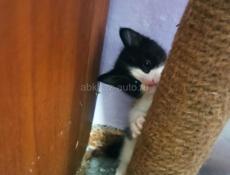 Котята в добрые руки.