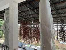 Хурма вяленная ( СУШКА )