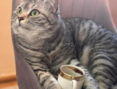 ПРОПАЛА КОШКА!!!