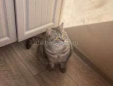 ПРОПАЛА КОШКА!!!!