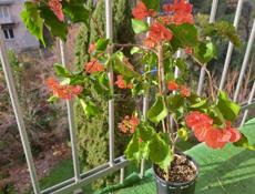 Цветущая крупная бугенвиллия 