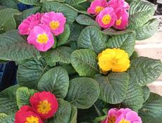 В продаже цветы 