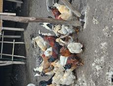 Продаются петухи 