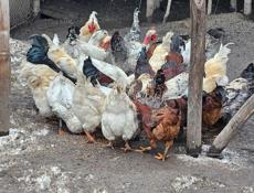 Продаются петухи 