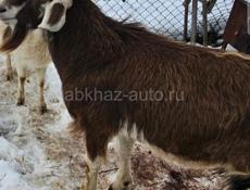Продаётся козел
