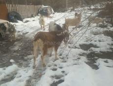 Продаётся козел