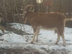 Продаётся козел