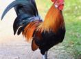 Продаются петухи.