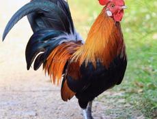 Продаются петухи.