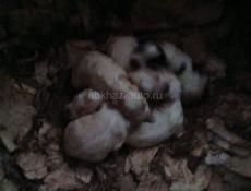 Продаются щенки 