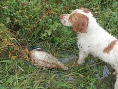 Продаются щенки 