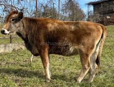 Продается телка 